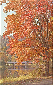Cook Forest State Park Pa Bridge Postcard P12018
