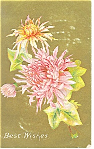 Bouquet Of Mums Postcard P12599 Ca 1909