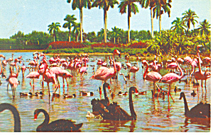 Flamingos Swans At Hialeah Race Track Postcard P12898