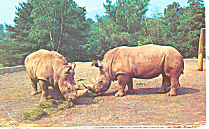 White Rhinos Catskill Game Farm Ny Postcard P13855 1970