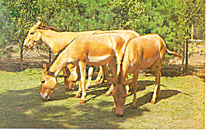 Onagers Persian Wild Asses Postcard P13917