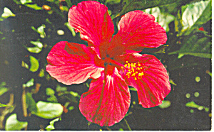 Red Hibiscus In Florida Postcard P14722 1958