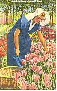 Nellis Tulip Farm Holland Mi Postcard P15336 1952