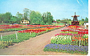 Tulip Time In Holland Mi Postcard P15378 1957
