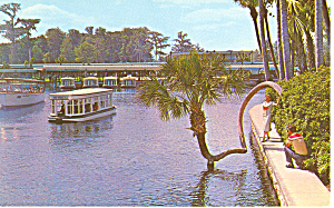 Silver Springs Fl Lucky Palm Postcard P16413