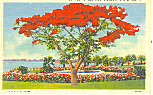 Royal Poinciana Tree Postcard P16747
