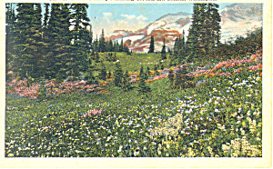 Henry S Hunting Ground Mt Rainier Washington P18885