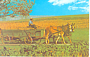 Amish Farmer Driving Farm Wagon Postcard P19823