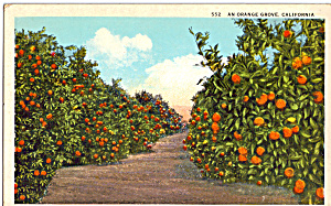 An Orange Grove California Postcard P24357