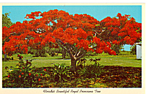 Florida S Beautiful Royal Poinciana Tree P24844