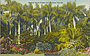 Royal Palms Sunken Gardens St Petersburg Florida P25246