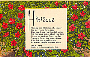 Flaming Red Hibiscus Postcard P25337