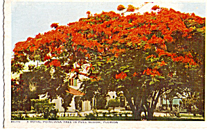 A Royal Poinciana Tree In Full Bloom In Florida Postcard P26636