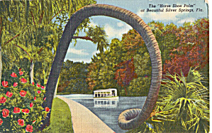 The Horse Shoe Palm Silver Springs Florida P26655