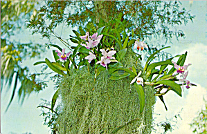 Orchids Along The Pathways Cypress Garden Fl P26680