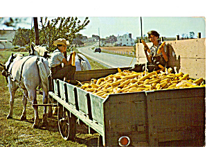Amish Boys With A Farm Wagon Full Of Corn P26733