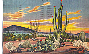 Sunset On The Desert Sahuaro Cactus Postcard P28284
