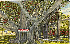 Banyan Tree Edison Winter Home Ft Myers Fl P28513