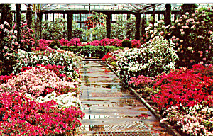 Azaleas And Rhododendrons In The Azalea House P28539