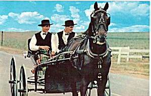 Amish Men With Horse Drawn Courting Buggy P28585
