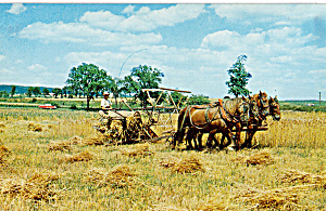 Amish Farmer Drives Wheat Reaper Postcard P28656