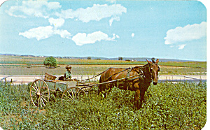 Young Amish Boy Driving A One Horse Farm Wagon P28717
