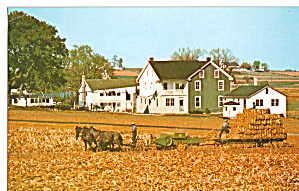 Harvesting Corn Fodder Postcard P28813