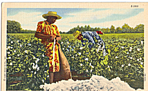 Workers In A Cotton Field Postcard P29348