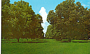 Grove Of Pecan Trees Postcard P29472