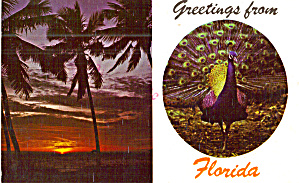Florida Sunset And Peacock Postcard Scenes P29933