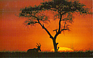 Beautiful Sunset With Antelope Wwf Postcard P30769