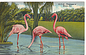 Flamingos At Miami Florida Postcard P30852