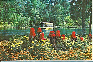 Sightseeing Boat Aand Flowers On Silver River Florida P31528