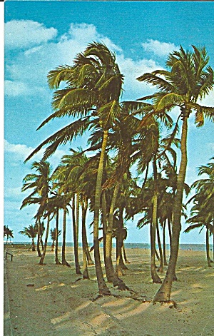 Palms And Beach Florida P31598