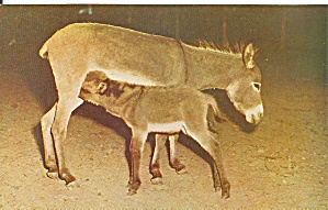 Pocono Wild Animals Scilian Donkey P31645