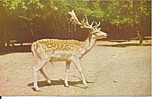 Pocono Wild Animals European Spotted Fallow Deer P31647