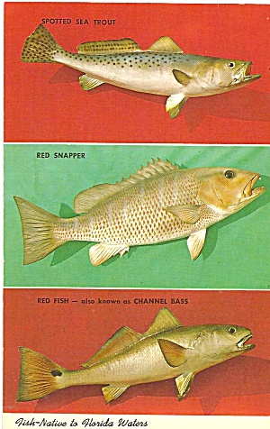 Three Fish Native To Florida Postcard P31880