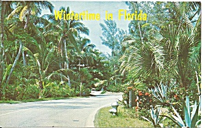 Florida View Of A Tropical Road P31954