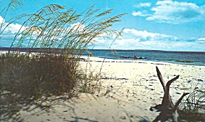 Florida Beach Scene Postcard P32081