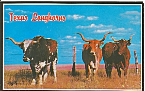 Famous Texas Longhorns Postcard P32266