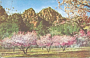 Oak Creek Canyon Arizona Peach Blossom Time P32960