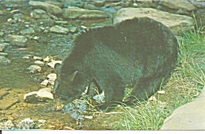 Black Bear Along A Mountain Stream Postcard P32980