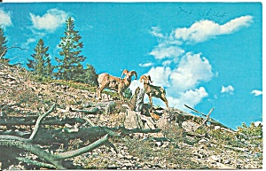 Big Horn Mountain Sheep Postcard P32981