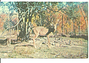 Whitetail Buck At Animal Land Pa P32995