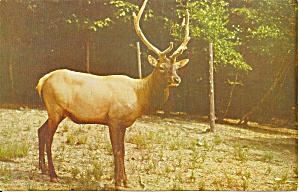 American Elk At Pocono Wild Animal Farm Pa Postcard P33018