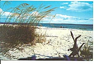 Beautiful White Sandy Beach On Florida S Coast P33360