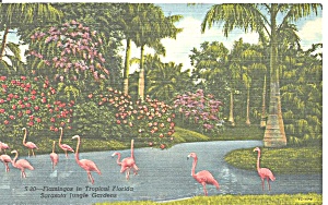 Sarasota Jungle Gardens Fl Flamingos Postcard P33477