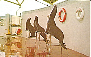St Petersburg Fl Seals At The Aquatarium P34203