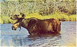 Moose Postcard P3442