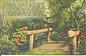 Sarasota Jungle Gardens Prayer Of The Woods P34564
